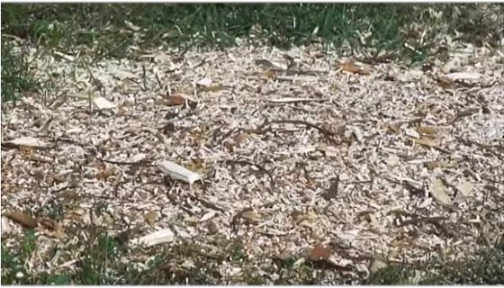 Cippatore ECO risultato ...