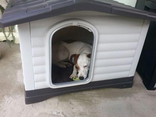Cuccie per Cani in Plastica utilizzo ...