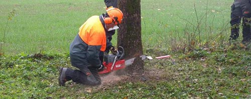 Motosega Mac 436 taglio alberi ...