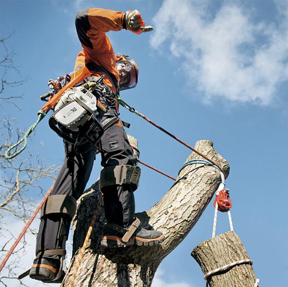 Utilizzo della Motosega per potare Stihl ...