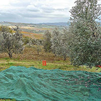 Rete per olive Antispina
