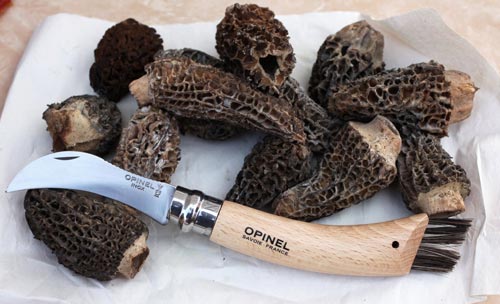 utilizzo del coltellino da funghi ...