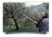 Abbacchiatore per olive