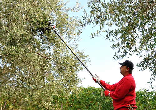 Abbacchiatore MG Magnesium utilizzo raccolta olive ...