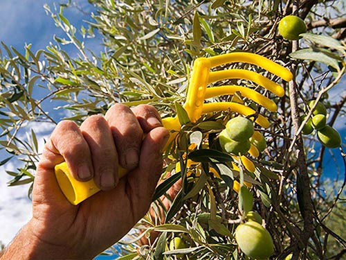 Rastrello per raccolta olive funzionamento raccolta ...