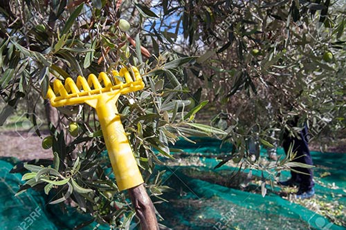 Rastrello per raccolta olive raccolta olive verdi ...