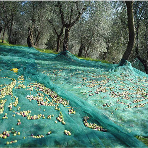 Rete per olive Antispina funzionamento sul campo ...