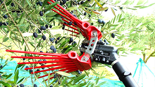 Scuotitore per Olive con asta telescopica funzionamento ...