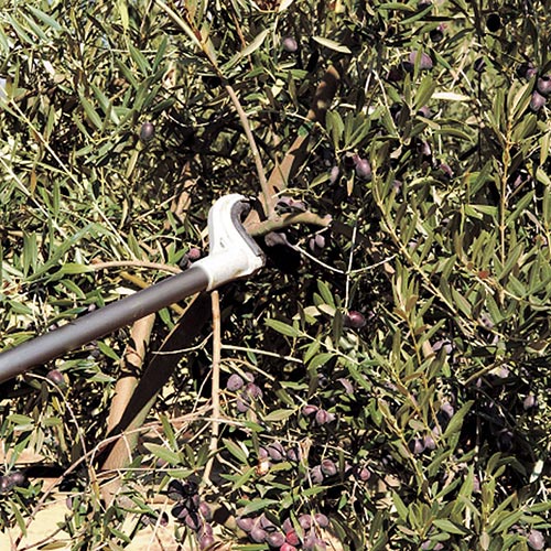 Scuotitore per Olive Stihl funzionamento ...