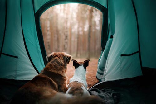 Tenda da Campeggio caratteristiche tecniche ...